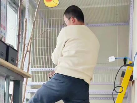 给鹦鹉自制双层叠拼飞行笼别墅
#手养鸟日常 #重庆手养牡丹鹦鹉 #鹦鹉飞行笼 #鹦鹉树洞鸟窝 #抖音萌宠推荐官