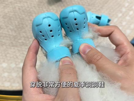 小狗夏季洞洞鞋,好穿透气又耐磨
#萌宠小狗 #萌狗养成计划 #比熊 #萌宠好物 #遛狗