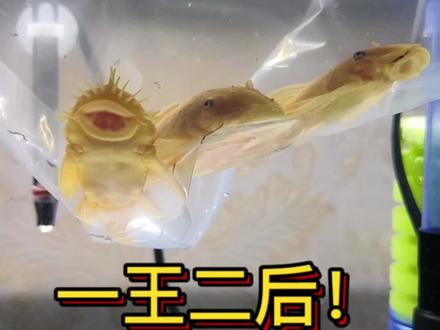 养鱼佬的“犟”人精神!黄金胡子繁殖必须成功!#养鱼日记 #观赏鱼繁殖 #黄金胡子繁殖 #黄金胡子 #异形鱼繁殖