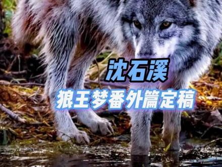 最深的悲剧,是以爱为名的吞噬 #狼王梦 #沈石溪 #狼王梦番外篇 #阅读 #回忆