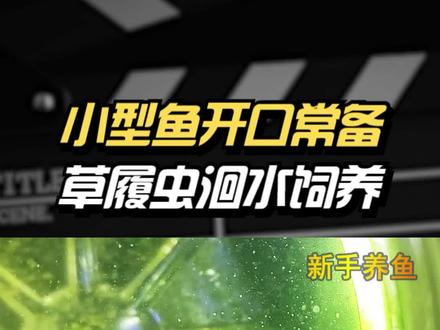 草履虫饲养 斗鱼雷龙孔雀羽斑马小型鱼开口常备 #圣光高照 #草履虫 #草履虫繁殖 #鱼苗开口 #鱼苗养殖