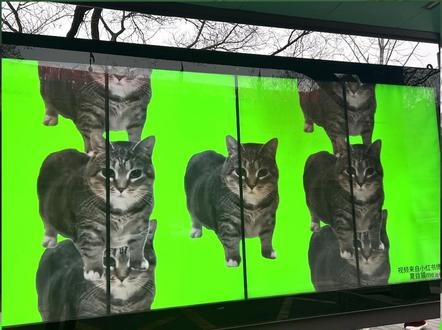 oiiai猫传染到西安了! 市内多个公交站牌广告屏被oiiai猫“霸屏” 网友:很抽象、很喜欢