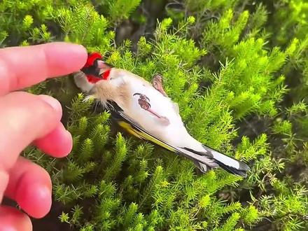 金翅雀是比寒号鸟还懒的鸟,保护野生动物,人人有责! #神奇动物在抖音 #动物 #动物世界 #动物科普