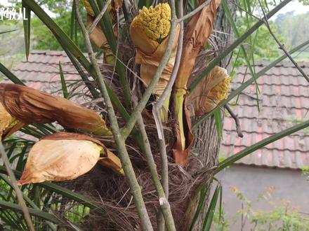 农村山上像鱼卵的棕树花,能预防脑梗、提高免疫力?认知下