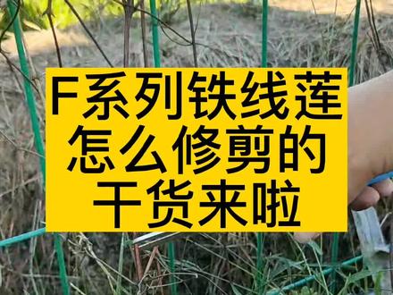 F系列的铁线莲夏末初秋该怎么修剪?想欣赏一波美美的秋花,就修剪,这个品种可以任意修剪,自己想怎么就怎么剪就怎么剪。#每天跟我涨知识 #科普 #希望能帮到你 #铁线莲修剪