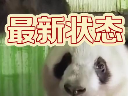 晓晓和蕾蕾状态更新视频:1月28日回国到家,2月7日中心更新了状态!刚开始晓晓有些应激反应,经过饲养团队耐心磨合后,现已恢复正常状态,采食和粪便均正常,蕾蕾状态一直比较稳定。期待下周会更好,能够早日见到两小只!加油喔#大熊猫晓晓蕾蕾 #来这吸熊猫 #国宝不愧是国宝 #回家