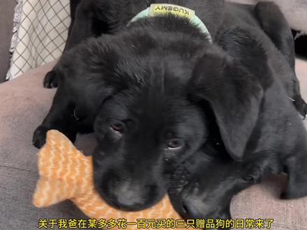 三只赠品狗的日常来了。馒头又是眼中钉的一天😄🤭🤭#家有傻狗 #萌到爆炸💥 #不养狗不知道养狗的乐趣 #傻狗的日常
