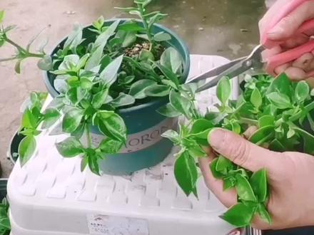如果你的穿心莲,不长侧枝,就给它打顶,十天半个月就长出来了。
