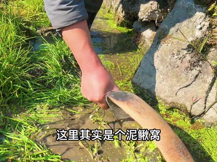 今天用铁耙来稻田里挖泥鳅,看看到底行不行? #捉泥鳅 #新农人计划