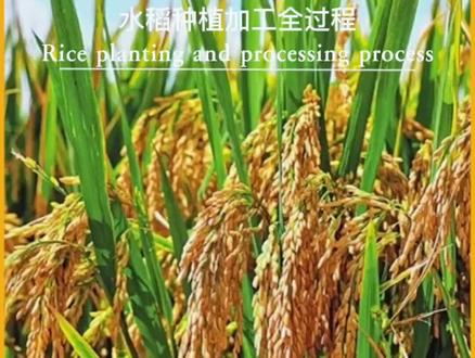 大米是怎样来的,从水稻种植和稻谷收获到加工全过程看大米的一生#大米 #水稻 #水稻种植 #科普一下