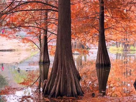 南京燕雀湖的落羽杉红透了,美得像一幅画,再不去就要等明年了!
#南京燕雀湖#南京旅游攻略 #落羽杉 #明孝陵落羽杉
#创作灵感