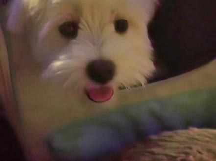 原来从e狗变i 狗的开关
只需要一根导尿毛
#愿天下小狗不再失去导尿毛