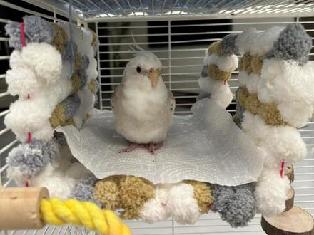 鸟窝制作教程来啦 #手养鹦鹉 #自制鸟窝 #毛茸茸