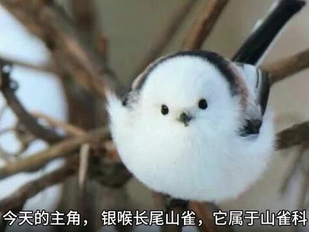 老陈的鸟类科普5(雪地精灵——银喉长尾山雀) #鸟 #银喉长尾山雀 #可爱到爆炸💥 #肥啾 #超可爱