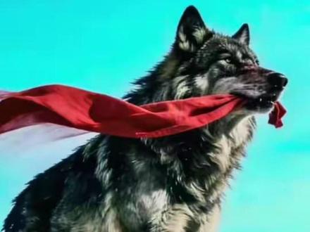 狼王格林的野性回归之路!《重返狼群二》,太震撼了!一段跨越物种的深情故事。
狼妈李微漪带着格林寻找狼群,格林能否顺利回归狼群?群狼能否接纳格林?#重返狼群 #狼王格林 #李微漪 #李微漪和格林的故事 #重返狼群格林