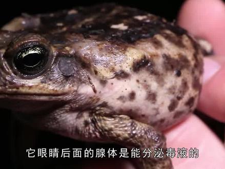 抓蟾蜍也犯法?男子抓中华蟾蜍被判6月罚1万!它究竟有什么用?
