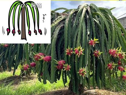 你知道火龙果树长什么样子吗?#科普一下 #娱乐评论大赏