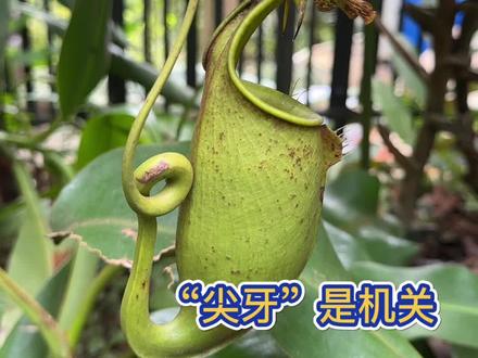 二齿猪笼草,亮出了獠牙 机关陷阱精巧至极