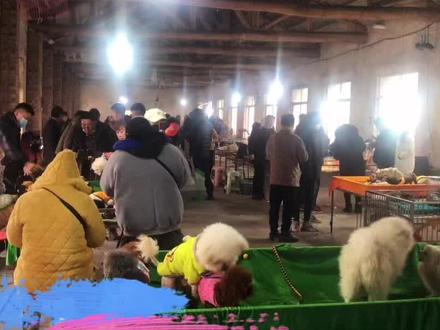 #大白熊 #宠物市场 #萌宠出道计划 #萌宠推荐官 @DOU+小助手 大白熊