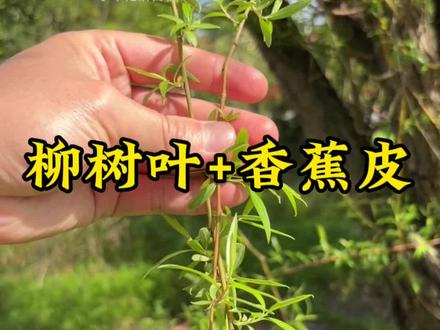 柳树叶香蕉皮#植物科普#涨知识