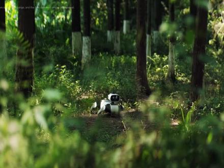 理想&地平线机器人高管杀入机器狗赛道产品卖爆了 9988元机器狗52分钟爆卖1000台! 地平线机器人&理想汽车技术狂人创业打造,128TOPS算力拖100公斤续航5小时,5小时冲上热搜凭什么?#机器狗 #机器人 #具身智能 #四足机器人 #AI硬件