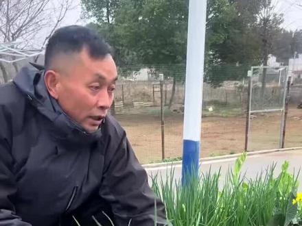 农村吃不完的菜,喂鸡也不错,没浪费#生活记录 #乡村生活 #农村生活