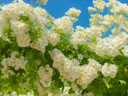 啥都别说了,心疼伍哥(开玩笑)#甜赐良缘 #听潮阁甜崽 #听潮阁缘 #听潮阁群星之约 #热门 @𝑇.甜崽ᵀᶻ⁷ @𝑇.缘♚ʸᶠ(发疯补档版) @𝑇.拾伍ᵂ🍓