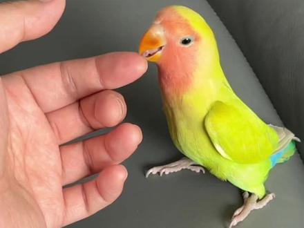 #牡丹鹦鹉 #红面澳贵#蓝腰黄桃 #手养鹦鹉 孩子的小玩伴