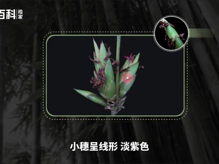 簕竹——也被叫做郁竹,竹枝为锐利硬刺
