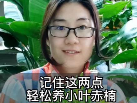 小叶赤楠掉叶子,干枯,怎么救#分享家庭养花知识