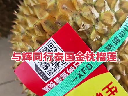与辉同行泰国金枕榴莲,没有对比就没有伤害 #与辉同行泰国金枕榴莲#鲜锋队官方旗舰店#鲜锋队泰国金枕榴莲 宇辉家的榴莲从来没让我失望过