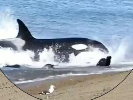 虎鲸追海豚 这群海豚游得非常欢快,有的甚至还旋转跳跃,飞上了天,还以为是海豚在表演,但这种情况大部分都是虎鲸在追逐海豚,并且虎鲸通常是集体行动,家族一起狩猎,所以海豚在前面跑的飞快,不仅如此,虎鲸还是一种非常聪明的动物,智商能达到人类初中生的水平,周围人类的欢呼声越高,它追的越起劲儿,它们还会仗着体型优势把海豚撞飞起来,基本上只需要一下海豚就会晕过去,要是遇到速度非常快的海豚,它们就会通过四包一的战术把海豚的体力耗尽,但大多数虎鲸只是把海豚当做球踢,等玩够了就走了,虎鲸在海里几乎没有天敌,甚至有些动物待在岸上也不安全,虎鲸会拿出它的绝活。#动物科普 #动物解说 #虎鲸 #海豚