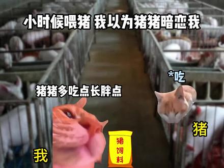 猪抬头#猫meme #猫meme小剧场