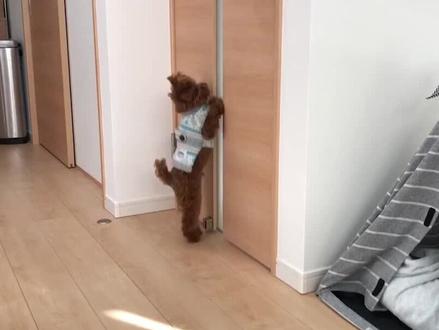 为什么泰迪会过于粘人#泰迪 #狗狗 #养狗 #狗狗冷知识 #科学养宠攻略