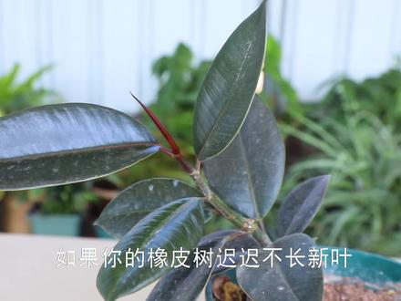 冬天养橡皮树,死记这个“傻操作”,绝不能做#花卉绿植 #养花 #橡皮树