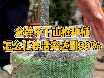 金弹子下山桩存活率高达99%,而且半年不用浇水,5-8年不用换盆的一个爆根种植方法#金弹子 #盆景 #下山桩 #种植技术 #新农人计划2023