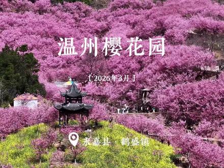 3月6日现场实拍,樱花正盛!
赏樱不必远,温州百亩樱花园。
花期仅剩半个月,持续到3月中旬,想看花的抓紧安排时间,错过再等一年!
导航:温州樱花园(原雁楠逸园)
关注我,带你乐游温州,发现更多美景!#乐游楠溪#温州樱花园#樱花大道赏樱花 #温州潘大壮#乐游推荐官