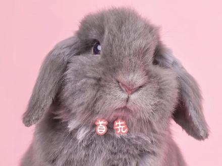 萌宠复仇摇制作教学视频来啦~~快来一起学习吧
再次感谢舞蹈来源@奥利給 / OLEG_SHANGHAI
感谢音乐来源@所长sama
#复仇摇 #来财 #萌宠 #上热搜