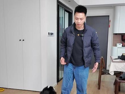 领养的边牧狗狗爱扑人舔手怎么纠正?训练方法很简单! #成都训犬 #狗狗扑人 #成都训犬老曹 #训犬 #边牧