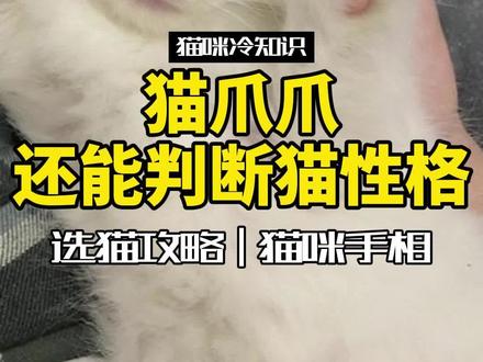 如何挑选判断小猫性格?你还可以看爪相#猫 #萌宠 #喵星人 #新手养猫