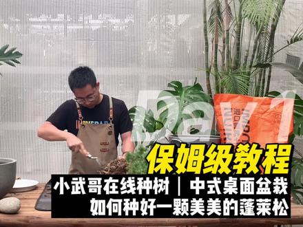 教你如何种植一盆美美的蓬莱松,这样种也太好看了!用心种树,也是一种享受#绿植花卉