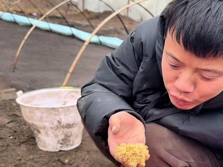 菇娘果进入育苗环节,一宁用心学技术,从第一步撒籽开始##记录我的农村生活 #我的乡村生活