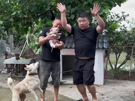 请到了高音大师,教我家狗狗唱歌 #高音演唱家