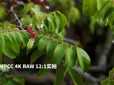 2020年的BMPCC 4k值不值 电影机使用体验 年轻人的第二台电影机