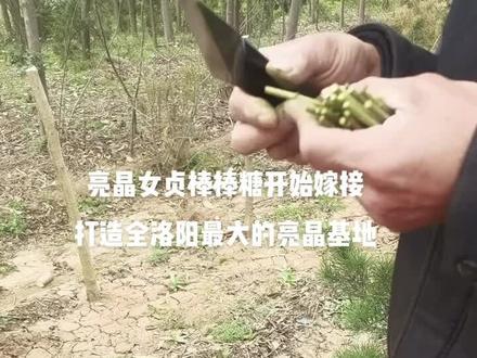 亮晶棒棒糖开始嫁接 打造全洛阳最大的亮晶基地#金牌苗木人 #苗木种植基地 #鹤野园林
