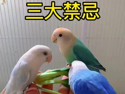 养牡丹鹦鹉要注意什么?牡丹鹦鹉禁忌,牡丹鹦鹉怎么养#牡丹鹦鹉#时光鸟舍#养鹦鹉注意什么#宠物训练 #萌宠出道计划 #手养鸟