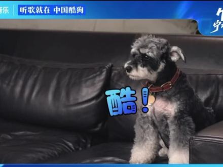 恭喜呆米,哈哈哈!!#刘宇宁 #呆米 #酷狗代言人