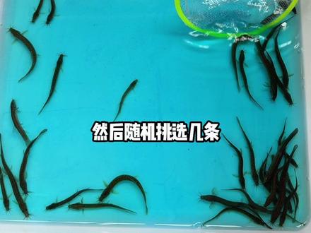 花1块多在网上买了50条泥鳅苗,用来喂给猛鱼们当点心! #泥鳅 #猛鱼 #喂鱼