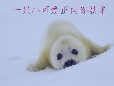 无敌可爱到骨头都酥的小海狮!!! #小海狮 #可爱 #幼崽 #宝宝 #萌化 #野生动物