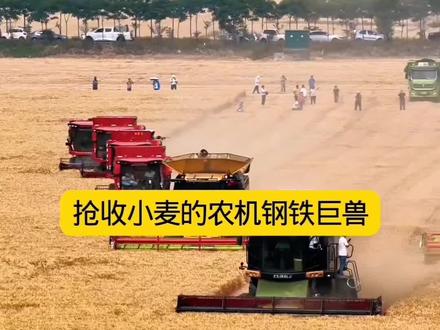 抢收小麦的农机钢铁巨兽 克拉斯8700 #每天一个用车知识 #农机 #克拉斯8700